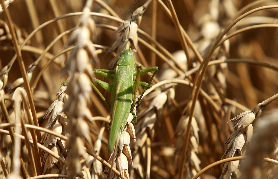Как решаются проблемы по доведению плана кормозаготовки?