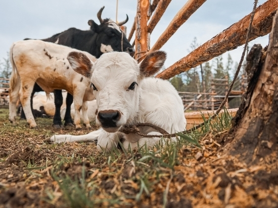 Опрос: состояние сельского хозяйства в Якутии