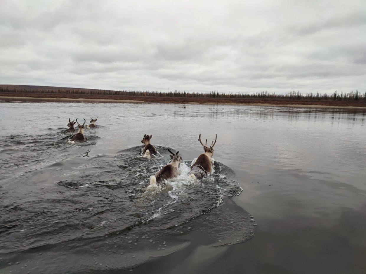 АЛРОСА продолжает оказывать поддержку ученым в мониторинге диких северных оленей