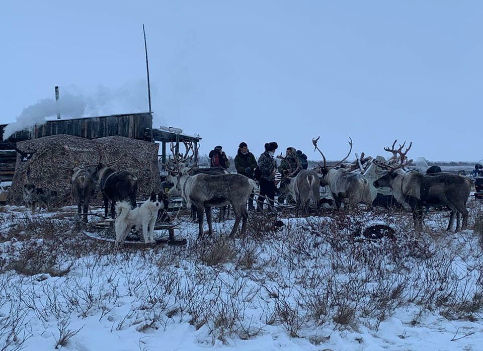 Депутат Ил Тумэна: В данное время призыв оленеводов приостановлен