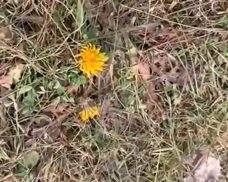 Ливень и одуванчики в октябре в Якутии — что происходит в природе