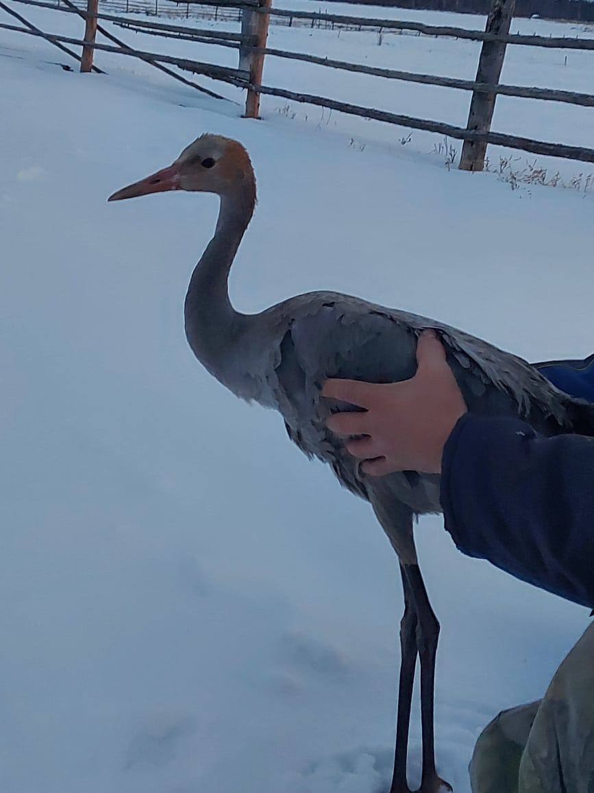 Найден детеныш серого журавля в Кобяйском районе