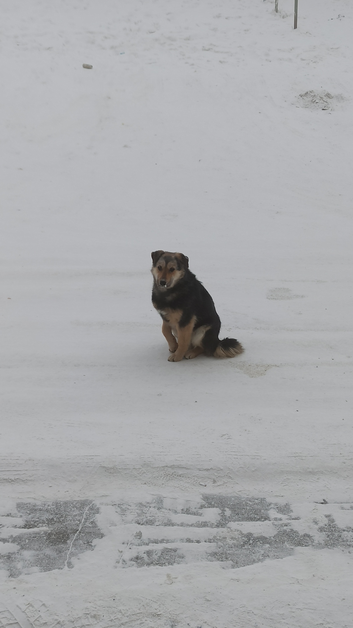 В Якутске составлено 10 протоколов на владельцев собак