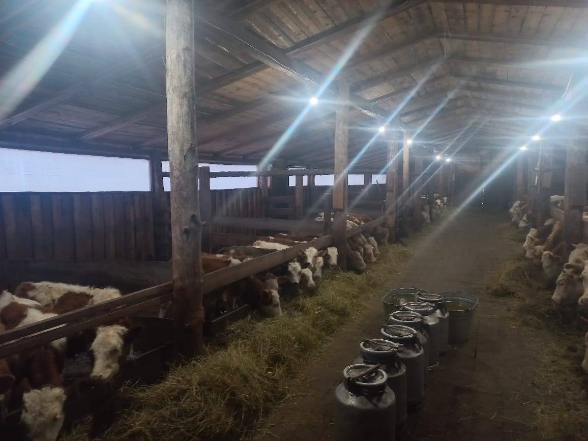 Айал Тимофеев: Решен вопрос зимовки скота мобилизованного фермера