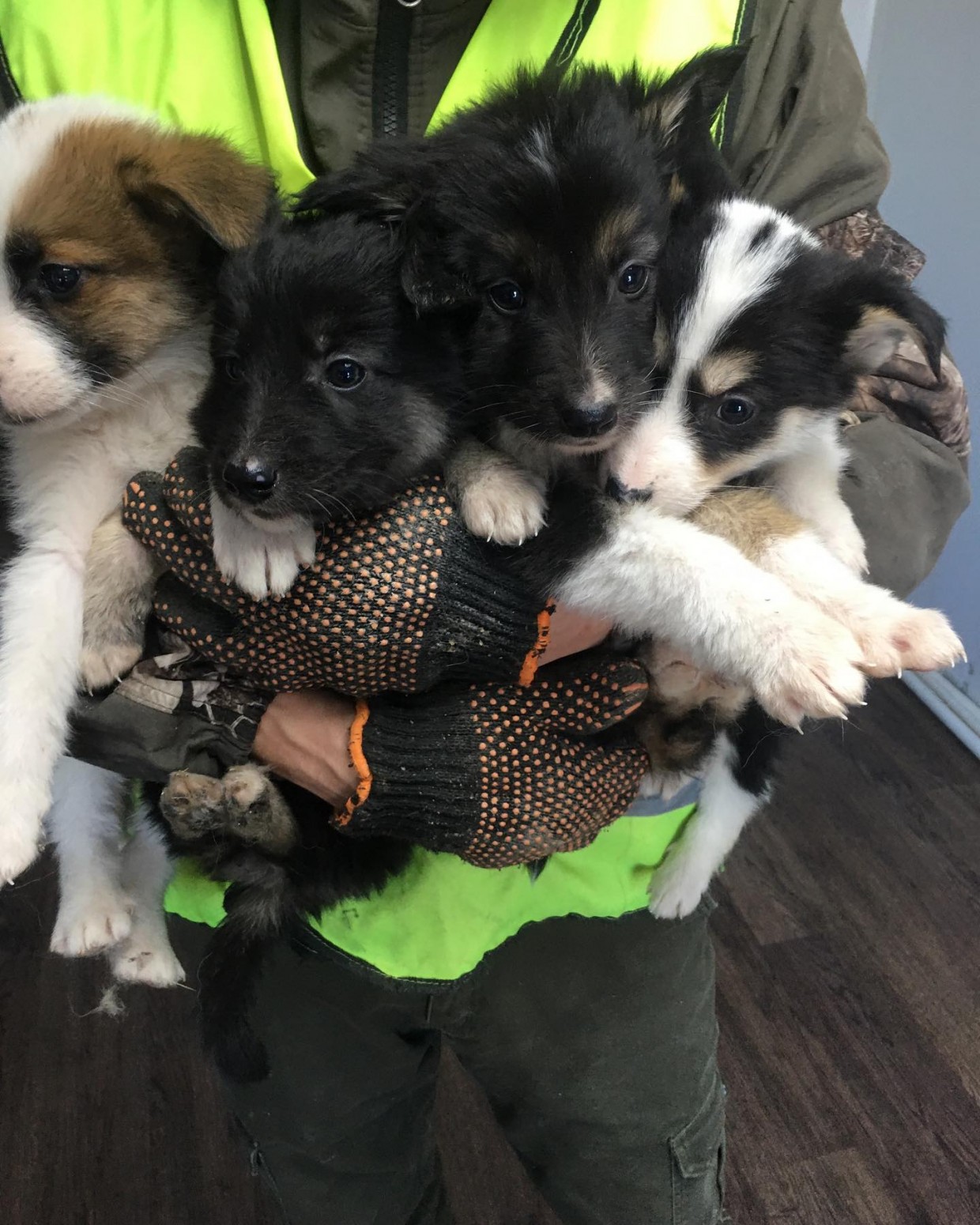 "Больные собаки чувствуют себя прекрасно", - в пункте передержки животных в Якутске выявлен бруцеллез