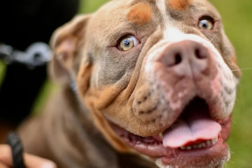 В Якутске владелица питбуля, напавшего на девочку, так и осталась неизвестной