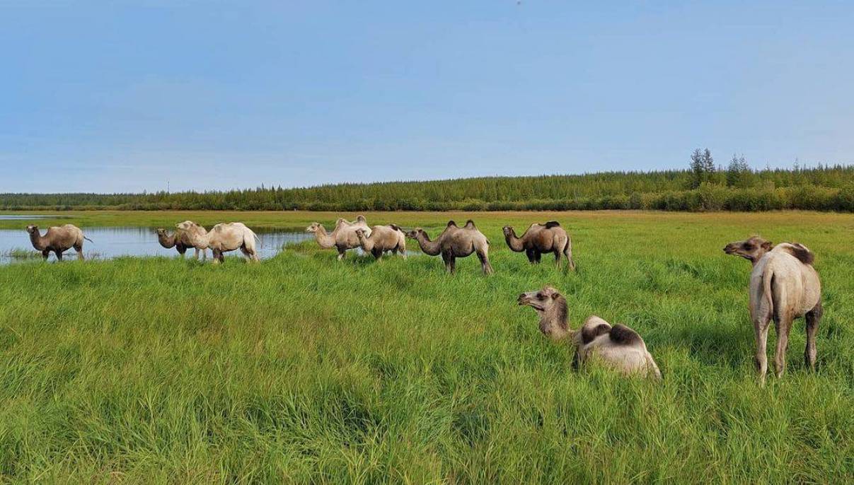 Прокуратура Якутии подала иск к Плейстоценовому парку из-за старого помещения