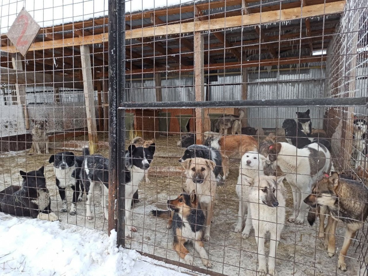 Директор приюта бездомных животных в Якутске заявила, что не даст усыплять собак с подозрением на бруцеллез