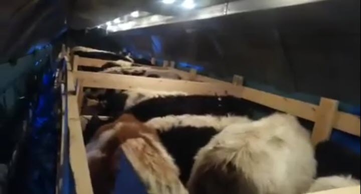 Видеофакт: Коровы в небе Якутии
