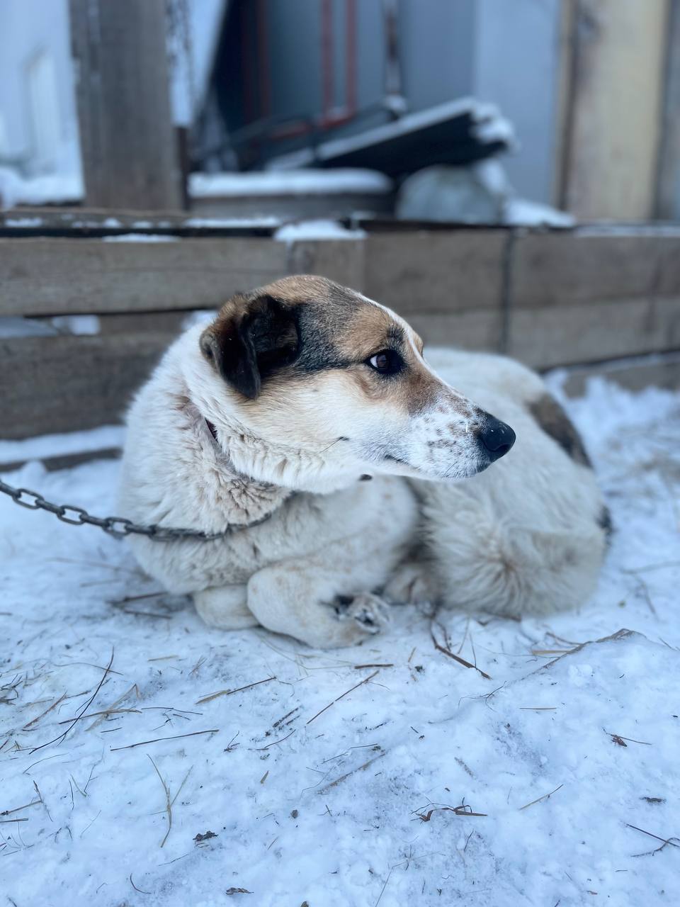 Собак из приюта в Якутске решено перепроверить на бруцеллез