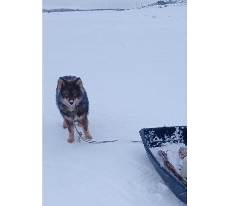 В Якутии умная собака спасла своего хозяина, пробежав полкилометра и выйдя к людям за помощью