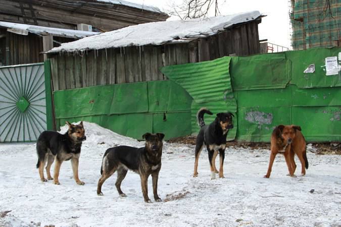 В Якутске контроль за популяцией бродячих собак доверят нейросети