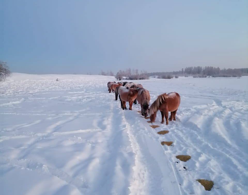 Фермер из Таттинского улуса о сенокосе, нехватке кадров и расценке на мясо: «Летом работали молодые дояры, музыка стояла на весь хотон»