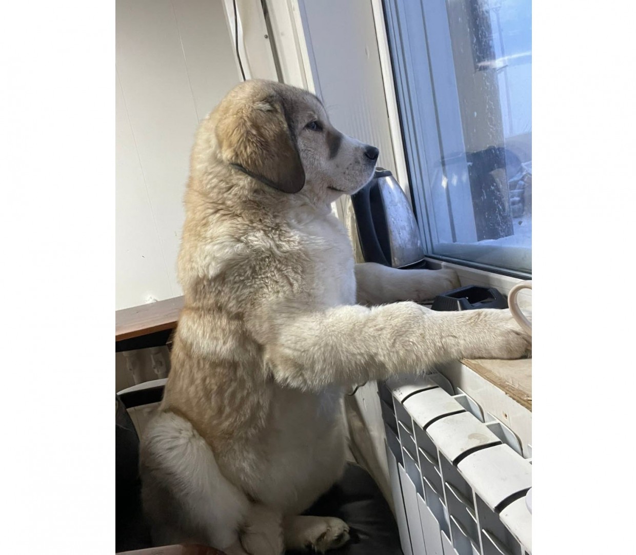 "Неточность тестов, выявивших бруцеллез у собак в Якутске, подтвердил Россельхознадзор"