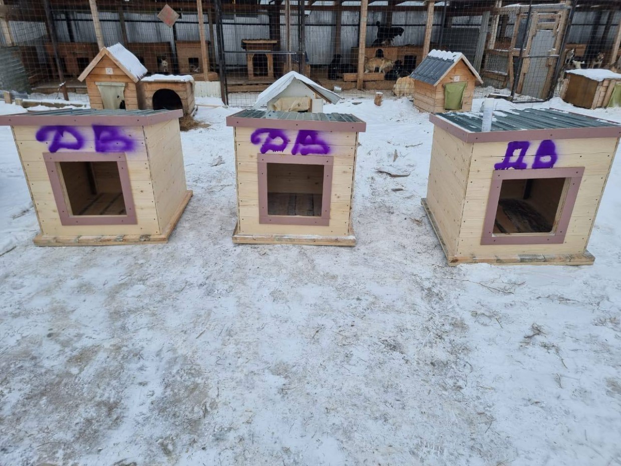  Департамент ветеринарии дал пояснения о бруцеллезе