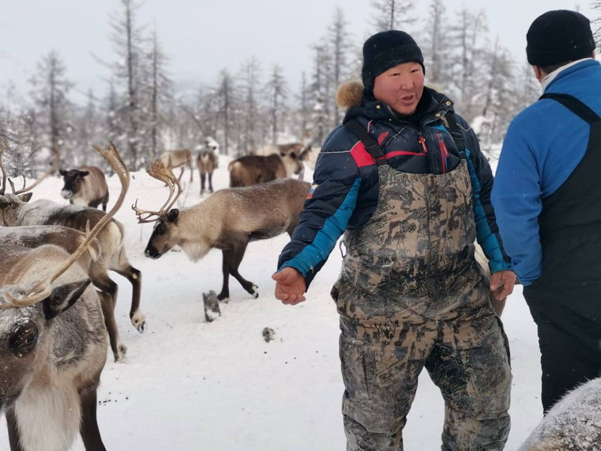 88 коров, 76 лошадей и 500 оленей – заполярной ферме Слепцова исполнилось 10 лет