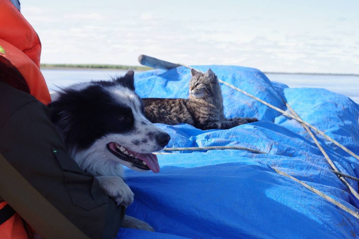 Как собака и две кошки стали компаньонами экспедиций Института мерзлотоведения