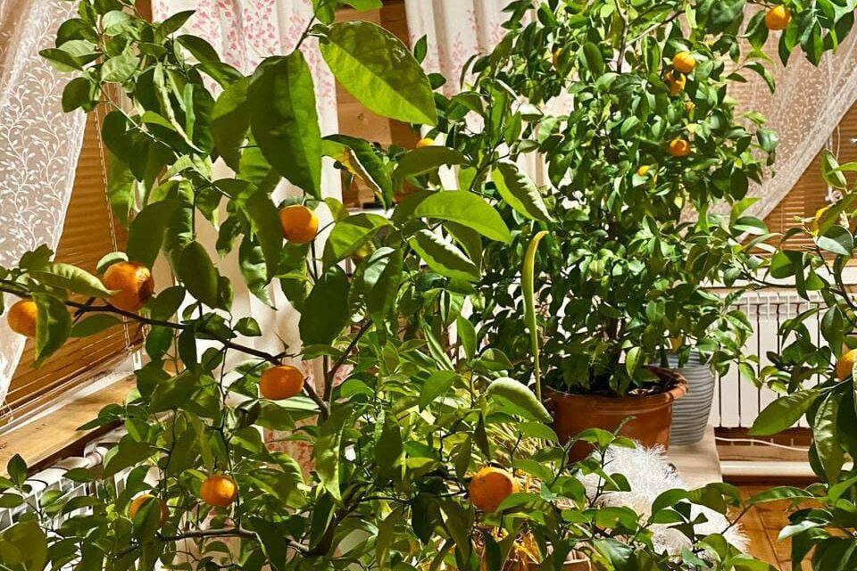Мандарины, выращенные якутянкой, оказались новогодней шуткой