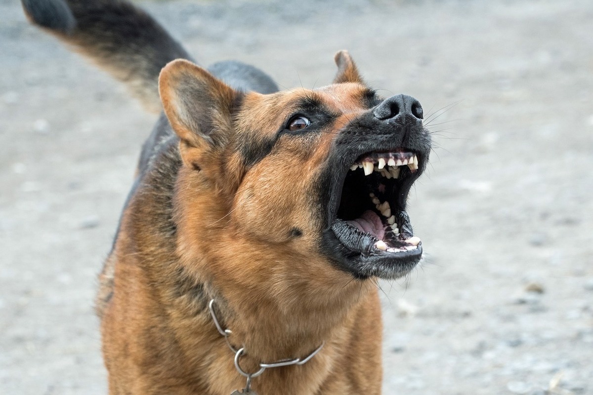 В Якутске в прошлом году от собак пострадало 627 граждан