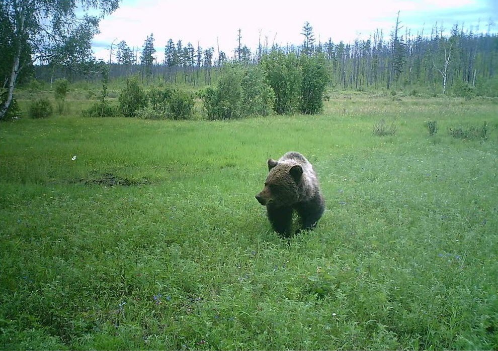 "Вахтовики", взорвавшие медведя, еще не найдены