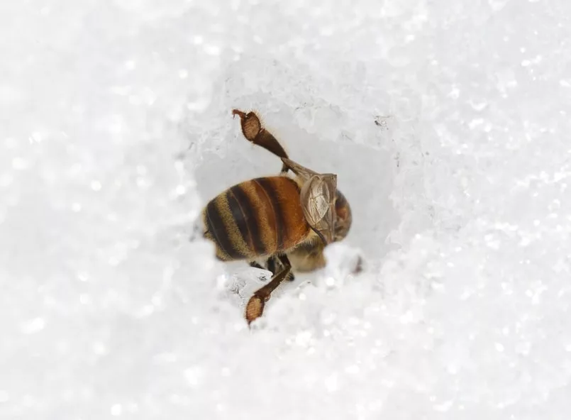 «Дурью маются»: Потомственные пчеловоды Якутии вывели на чистую воду «новую» породу пчел