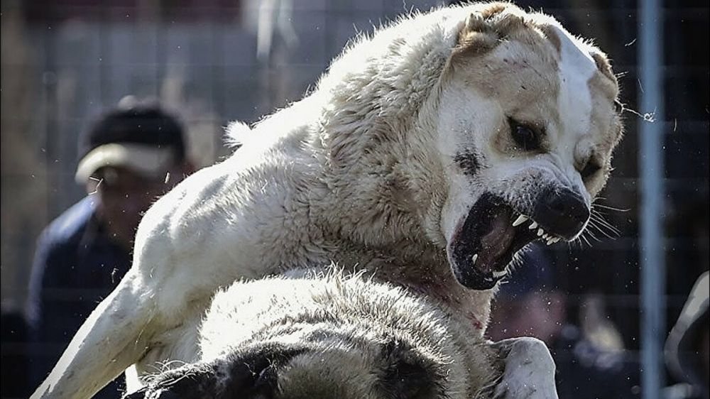 Очередное нападение собаки на человека: ЛДПР выступает за ужесточение наказания безответственных хозяев
