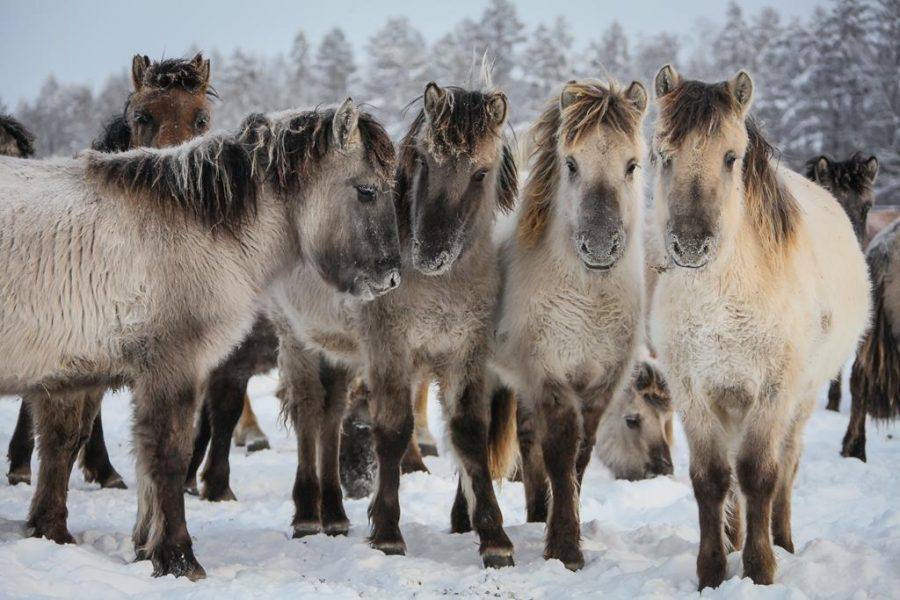 Неправильное кормление привело к гибели лошадей в Якутии
