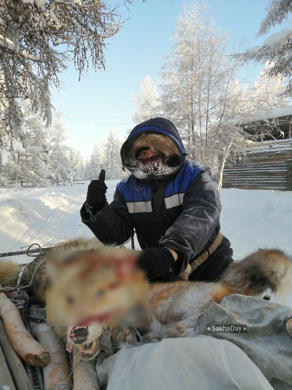 «В последний миг я смотрю волку в глаза и прошу его достойно уйти к своим предкам»: охотник  из Якутии добыл 20-го хищника
