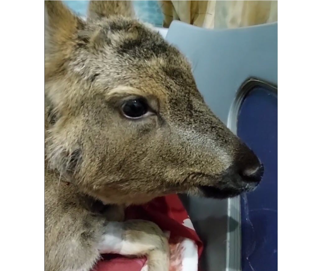 Якутск спасает попавшую в беду косулю