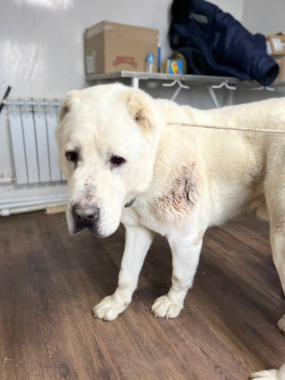 В Якутске установлен хозяин алабая, который напал на женщину в районе парка Үрдэл