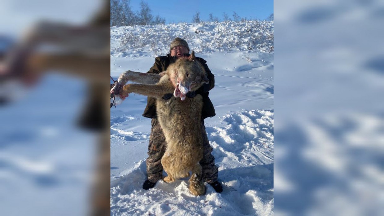 Фото с убитым волком возмутило пользователей рунета. Но неизвестно, сделано ли оно в Якутии