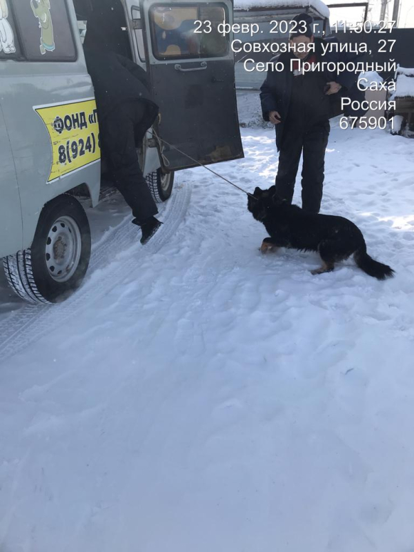 46 собак отловили за прошлую неделю в Якутске
