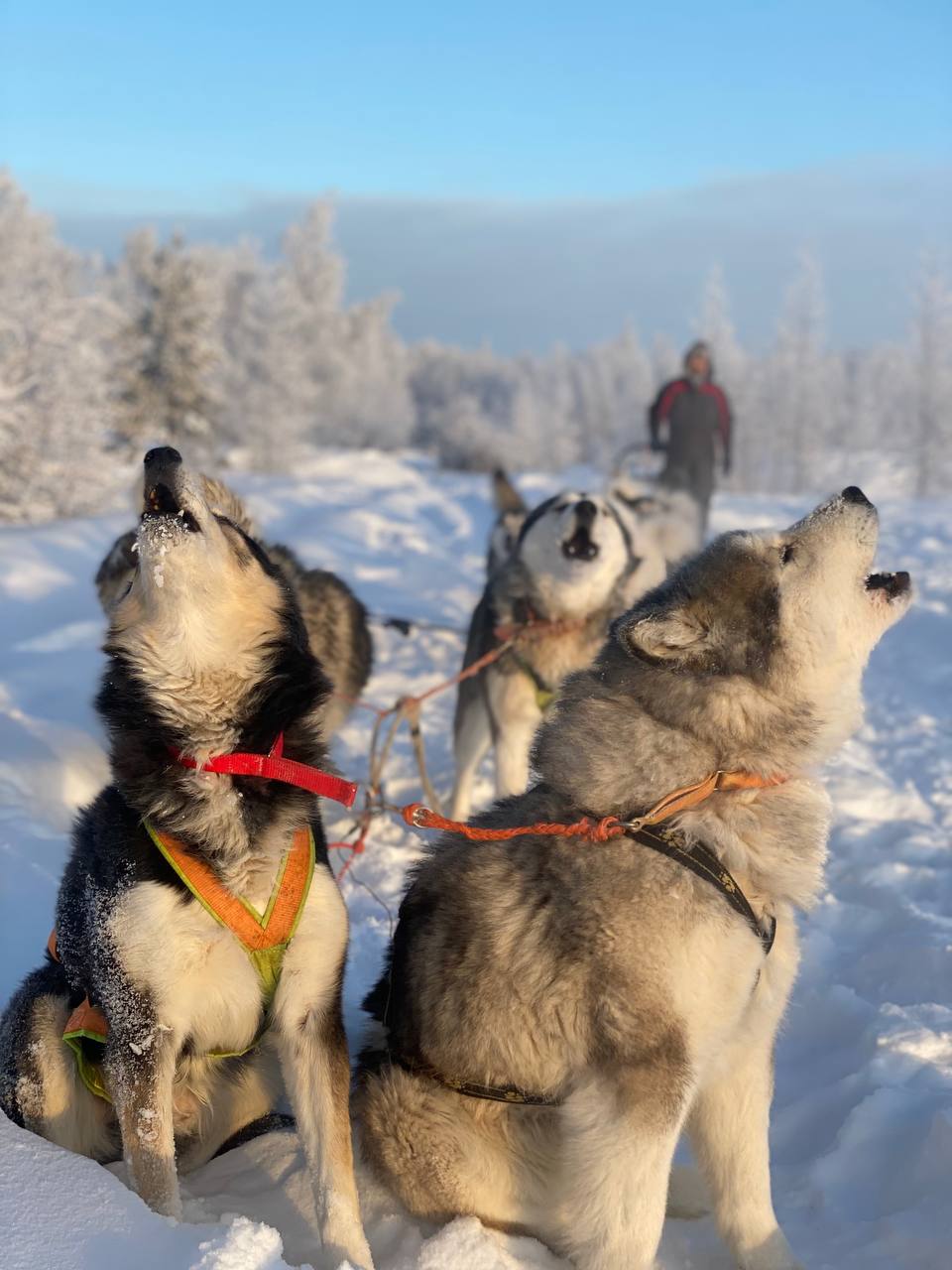 «Благодаря собакам я открыл новый мир!»: В Якутии бурно развивается ездовой спорт