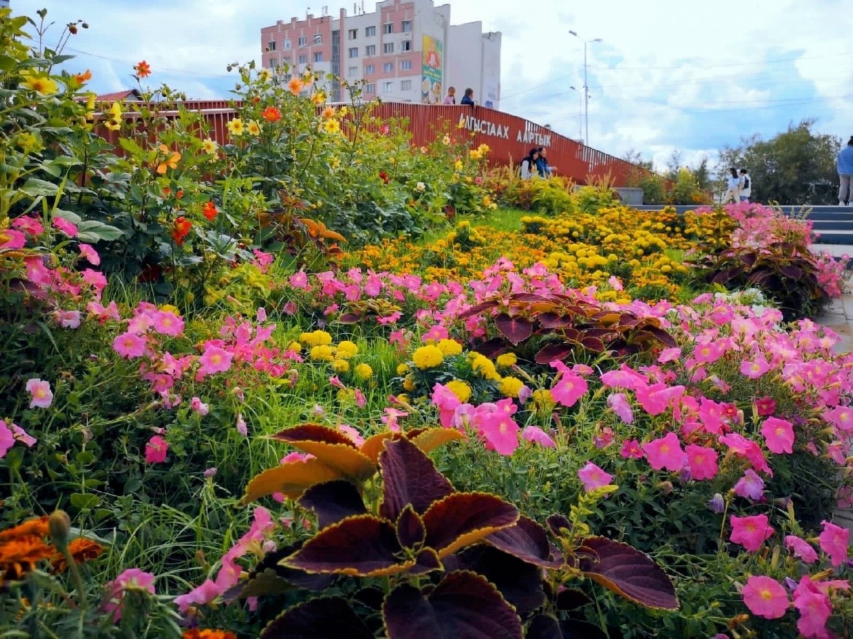 Горожане обсуждают в тгк Sakhaday, как сделать Якутск зеленой столицей