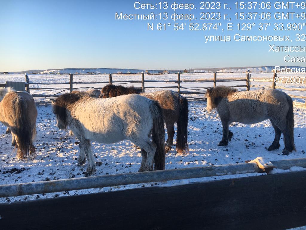 Владельцы 8 лошадей оштрафованы за свободный выпас в Якутске