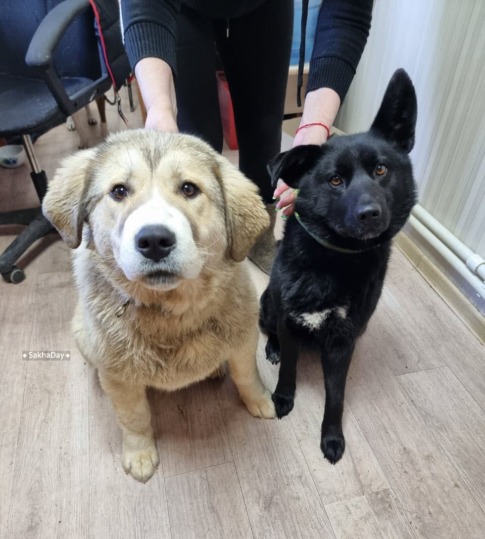 В Пункте передержки животных Якутска не нашли бруцеллез