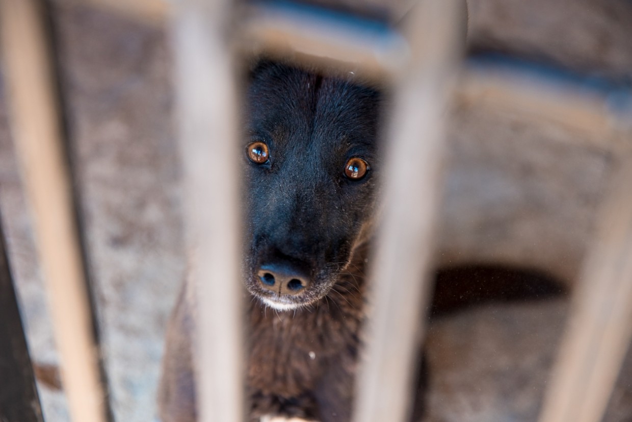 В департаменте ветеринарии Якутии рассказали о бруцеллезе в ППЖ