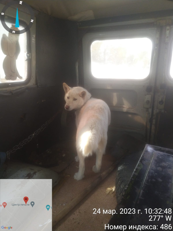 В Якутске поместили в приют еще 34 собаки