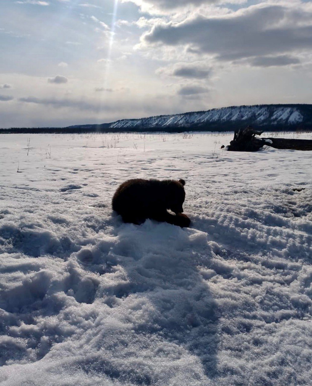 Экологи поймали медвежонка и увезли в Якутск