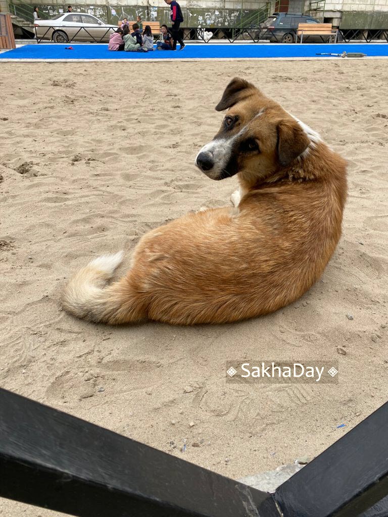 "Своих собак в приюте отстою, но остальных...", - директор ППЖ в Якутске об инициативе усыплять бездомных собак