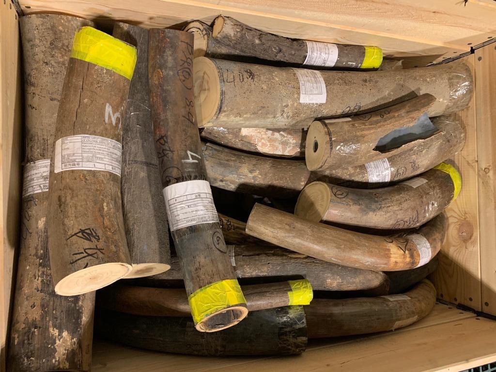 Таможенники пресекли контрабанду в Китай более тонны бивней шерстистого мамонта из Якутии