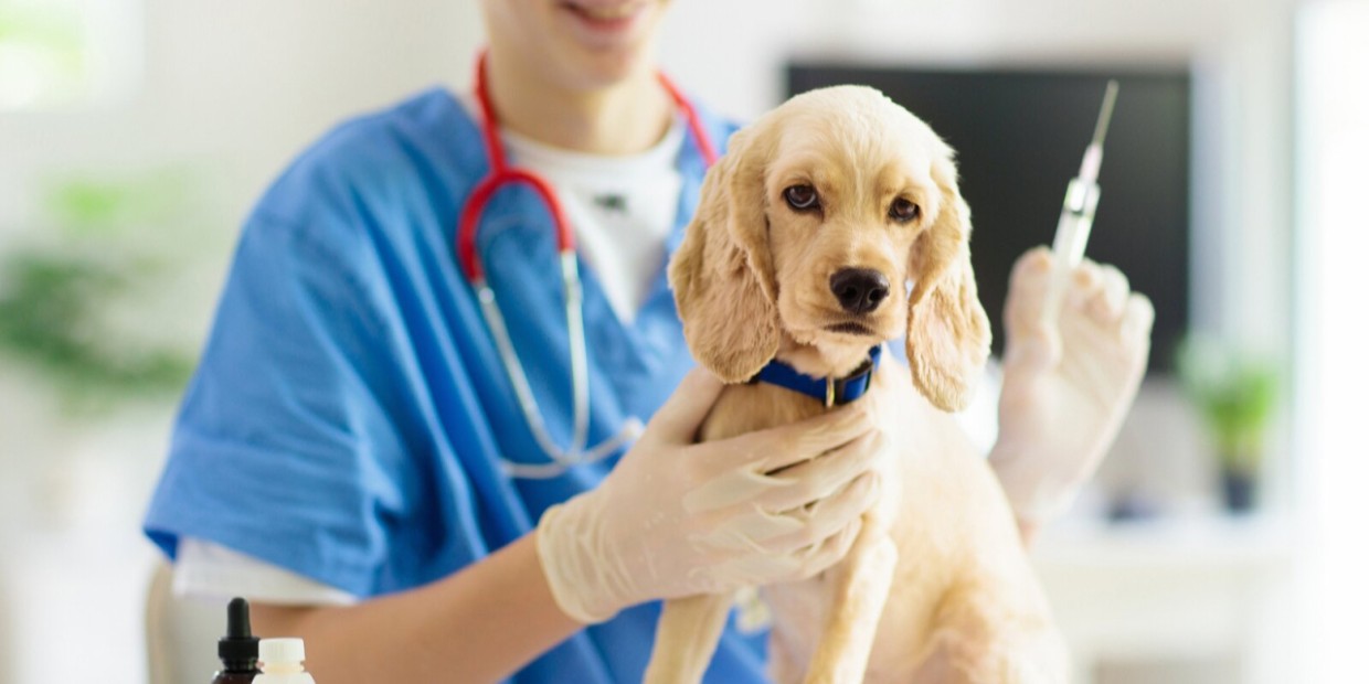 Массовую вакцинацию собак и кошек от бешенства бесплатно проведут в Якутске 15 и 22 апреля