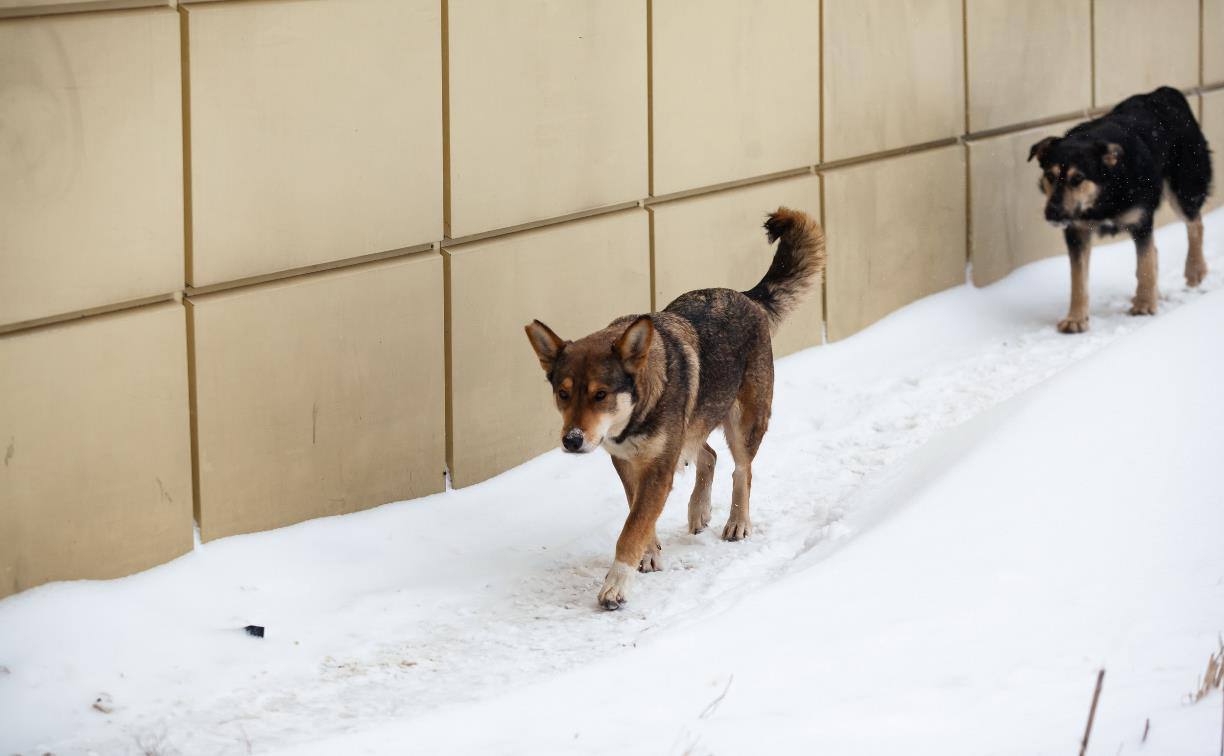 Прокуратура через суд требует с администрации Жатая компенсацию на сумму 100 тыс. рублей из-за укуса ребенка собакой
