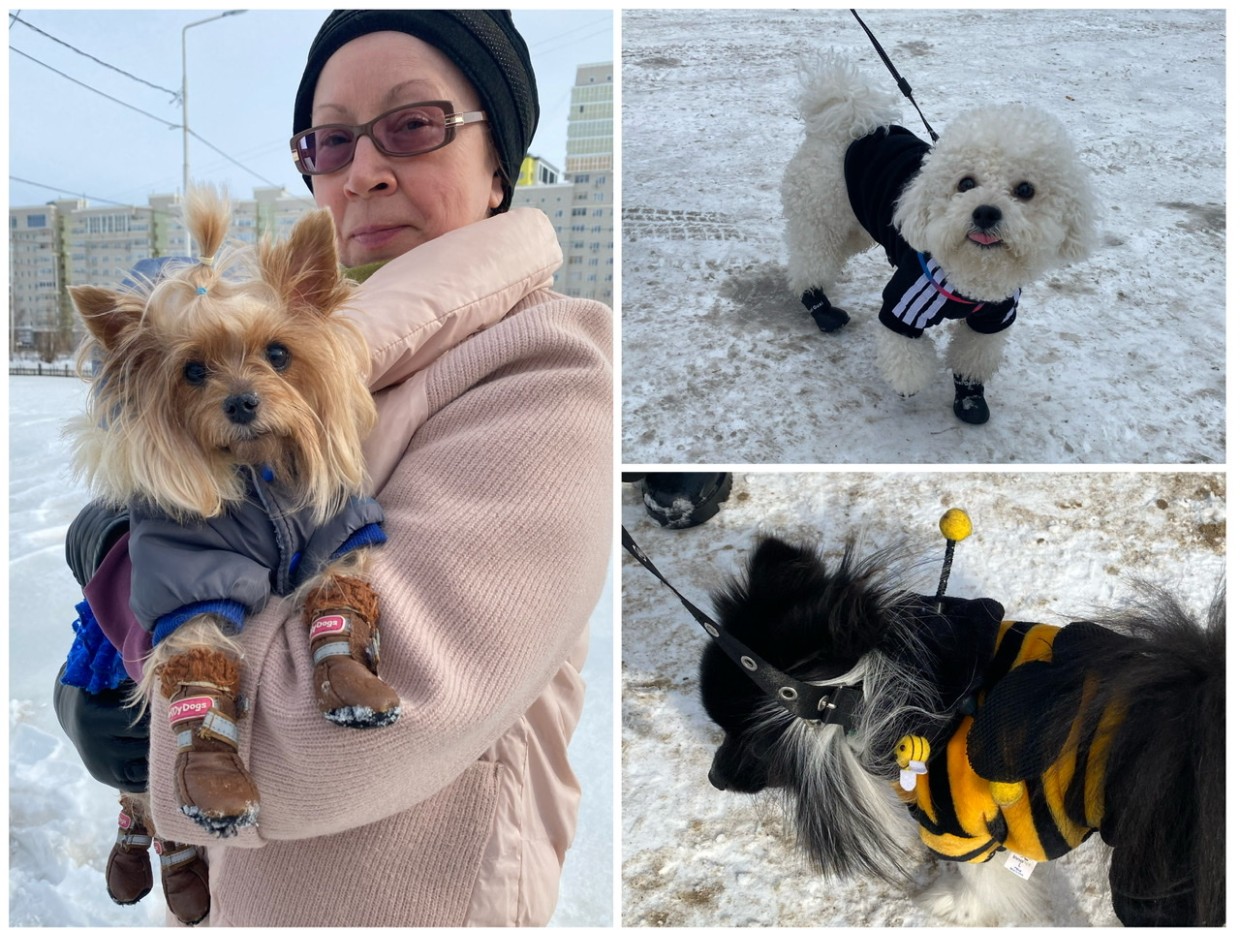 Весна в Якутске – пора модных собачек!