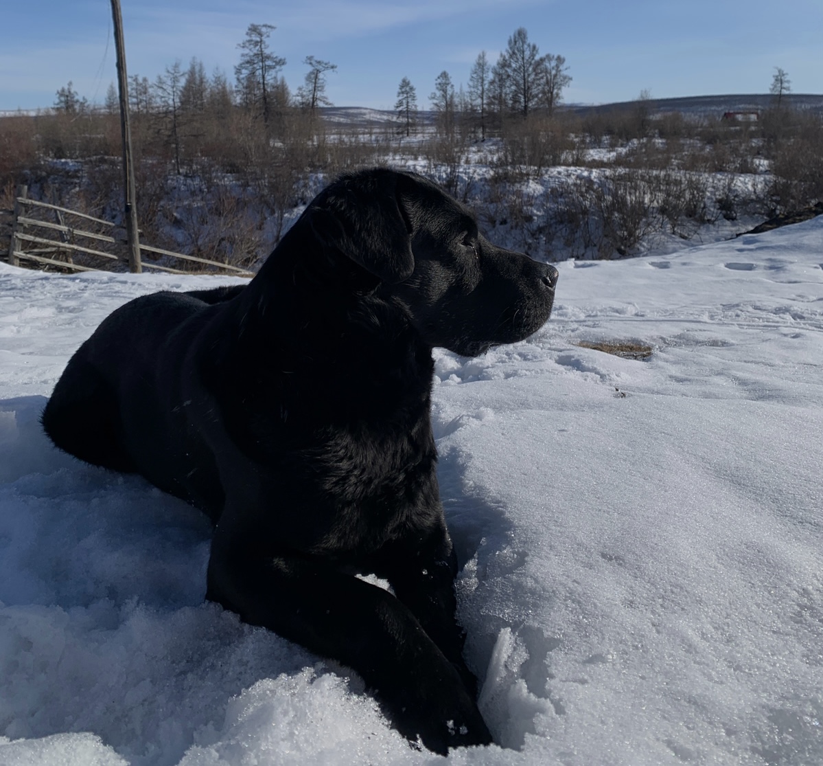 Самый хозяйсвенный пес Якутии проходит кастинг якутского фильма