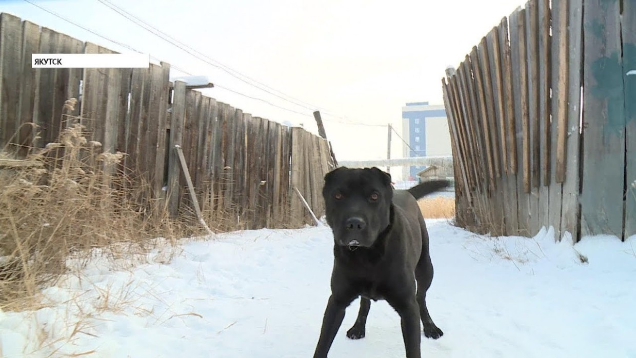 В Якутии планируют повысить штраф для владельцев собак до 10 тысяч рублей