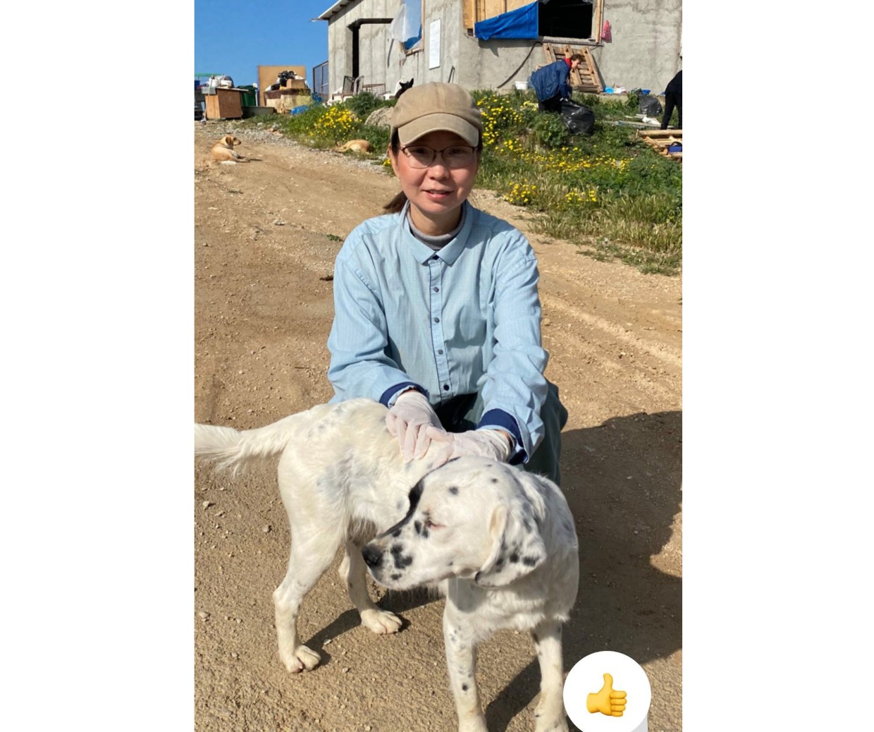 "На Северном Кипре те же проблемы с собаками, что и в Якутии", - экс-глава Департамента ЖКХ Якутска