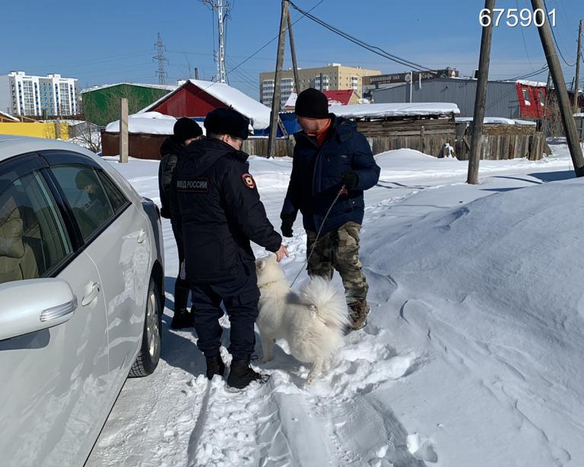 В Якутске за неделю отловили 72 собаки