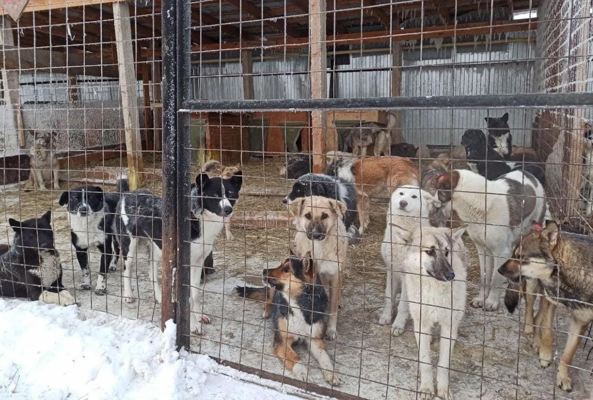 Петиция против закона о бездомных собаках Сарданы Авксентьевой набрала 122 тысячи подписей