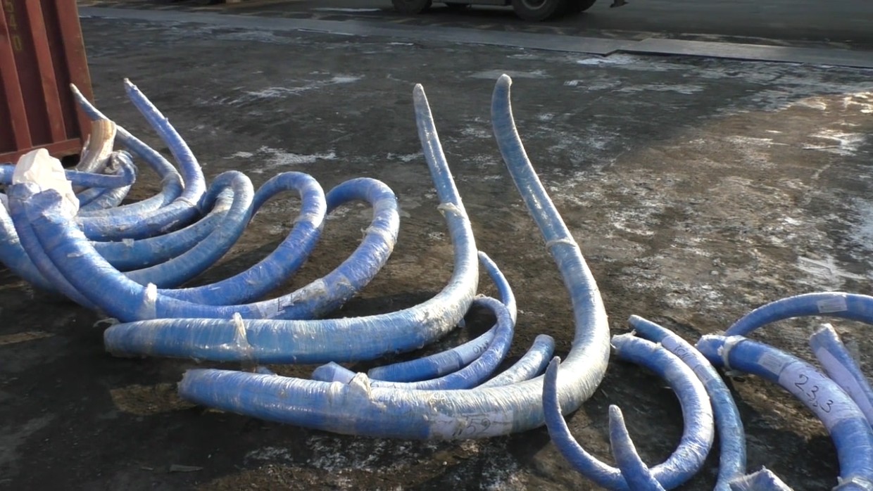 Якутия: нелегальный сбор мамонтовых бивней достигает несколько миллиардов рублей, в контрабанде замешана Москва